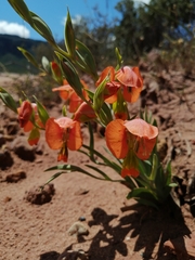 Gladiolus pulcherrimus