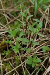 Limnophila chinensis