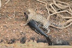 Jaguar photo 1
