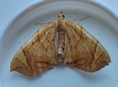 Eulithis diversilineata