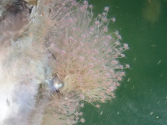 Tubulariidae