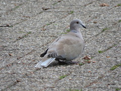 Streptopelia decaocto