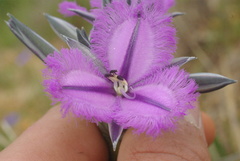 Thysanotus multiflorus
