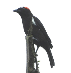 Heterospingus xanthopygius