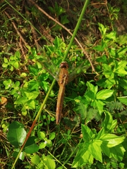 Crocothemis servilia