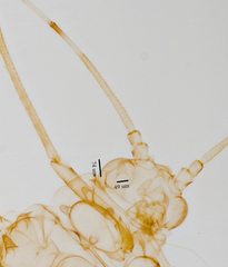 Tinocallis ulmiparvifoliae