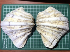 Hippopus hippopus
