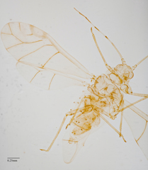 Tinocallis ulmiparvifoliae