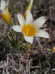 Romulea leipoldtii