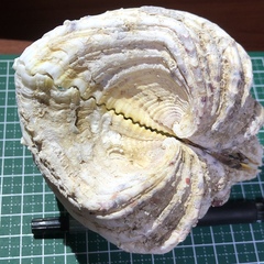 Hippopus hippopus