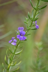 Stemodia florulenta