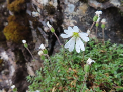 Cerastium morrisonense