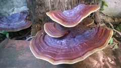 Ganoderma