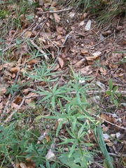 Galium aristatum