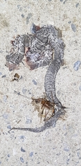 Elaphe schrenckii
