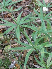 Galium aristatum