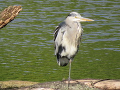 Ardea cinerea
