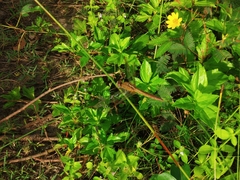 Crocothemis servilia