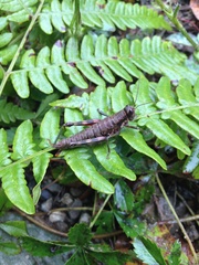 Booneacris glacialis