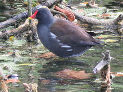 Gallinula chloropus