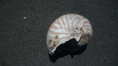 Nautilus pompilius