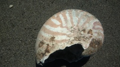 Nautilus pompilius
