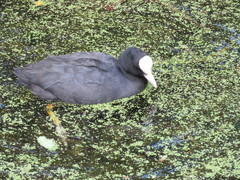 Fulica atra