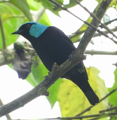 Dacnis venusta
