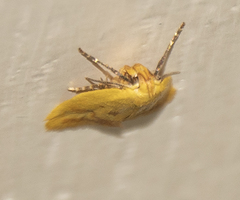 Aeolothapsa malacella