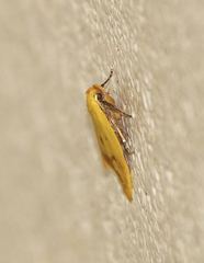 Aeolothapsa malacella