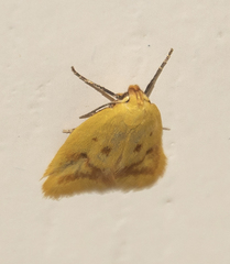 Aeolothapsa malacella