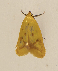 Aeolothapsa malacella