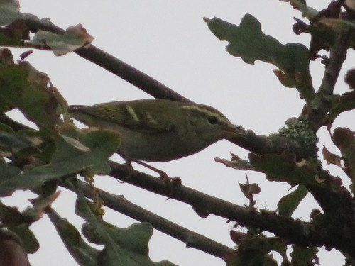 Yellow-browed Warbler, Wassenaar, Nederland, photo 10 of 10