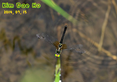 Somatochlora graeseri