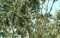 Spinus psaltria