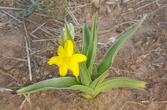 Hypoxis obtusa