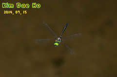 Somatochlora graeseri