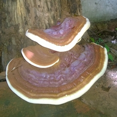 Ganoderma