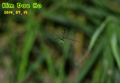 Somatochlora graeseri