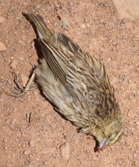 Euplectes orix