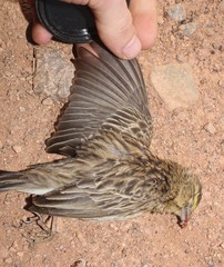 Euplectes orix