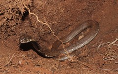 Hemachatus haemachatus