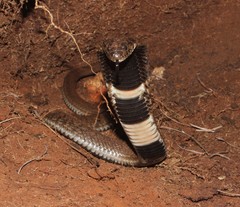 Hemachatus haemachatus