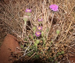 Asteraceae
