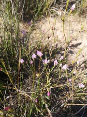 Lachnaea uniflora