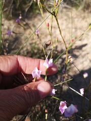 Lachnaea uniflora