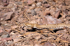 Crotalus willardi willardi