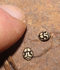 Declivitata bohemani