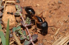 Camponotus sexpunctatus