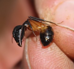 Camponotus sexpunctatus